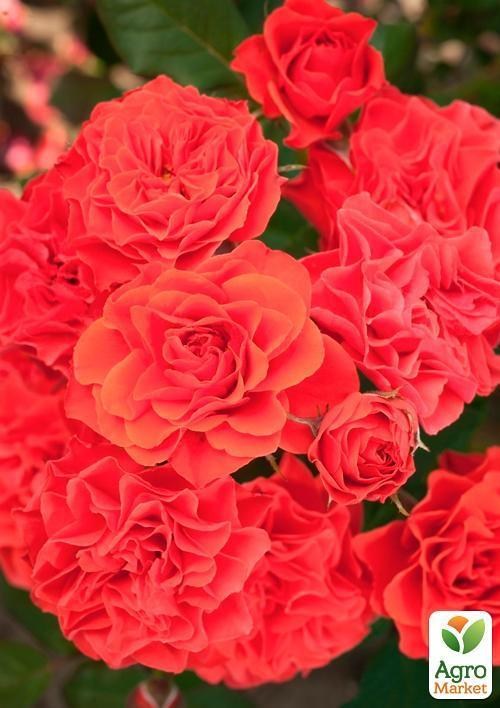 Роза полиантовая "Бранд Пикси" (саженец класса АА+) высший сорт