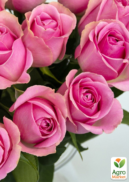 Роза чайно-гибридная "Vem" в контейнере, высший сорт - фото 5