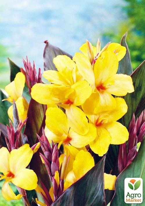 Канна "Louis Cottin" 1шт в упаковке - фото 5