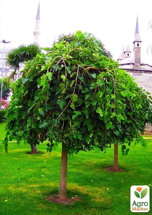 Ексклюзив! "Штамбова (Плакуча) Шовковиця (вік від 2-х років, висота 150-190см)