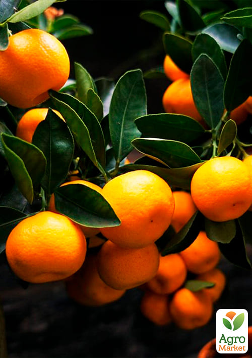 Мандарин "Клементін" - фото 5