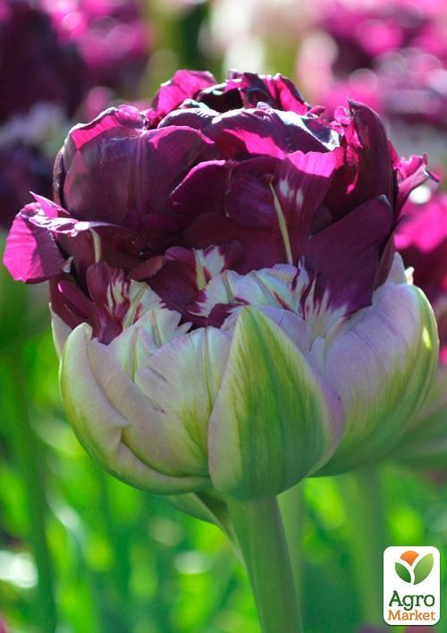 Тюльпан "Blue Wow" (размер 10/11 , крупный) 2шт в упаковке