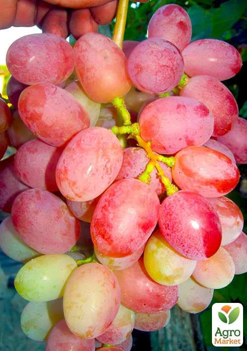 Виноград "Памяти Хирурга" (ранний срок созревания, морозостойкость высокая до -23⁰С)