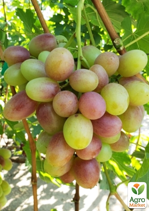 Виноград "Андрей 53" (мясисто-сочная крупная ягода) - фото 3