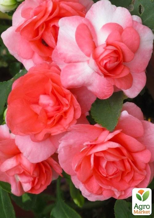 Бальзамін махровий «Salmon»