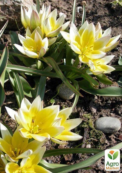 Тюльпан "Urumienses" 1шт в упаковке