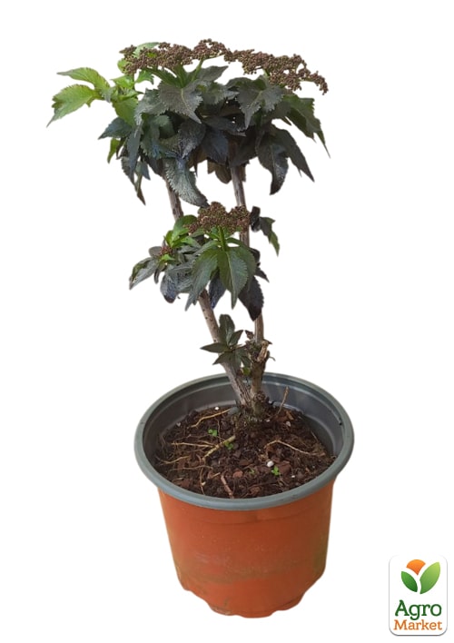 Бузина черная "Black Tower" (Sambucus nigra Black Tower) вазон С2 - фото 2