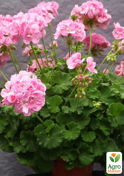Пеларгония зональная Quality Line "Emilia" 
