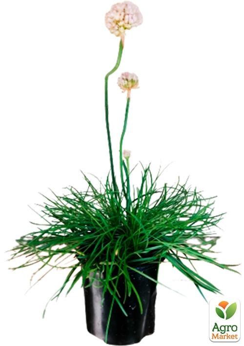 Армерия приморская "Morning Star White" - фото 2