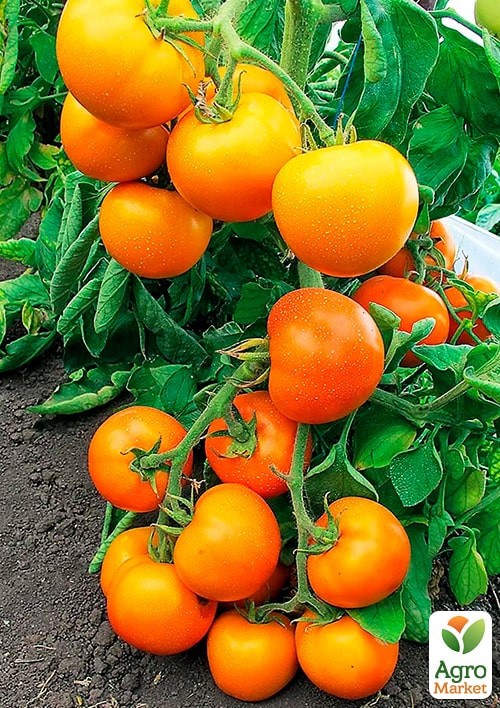 На развес Томат "Дина" ТМ "Весна" цена за 1г - фото 2