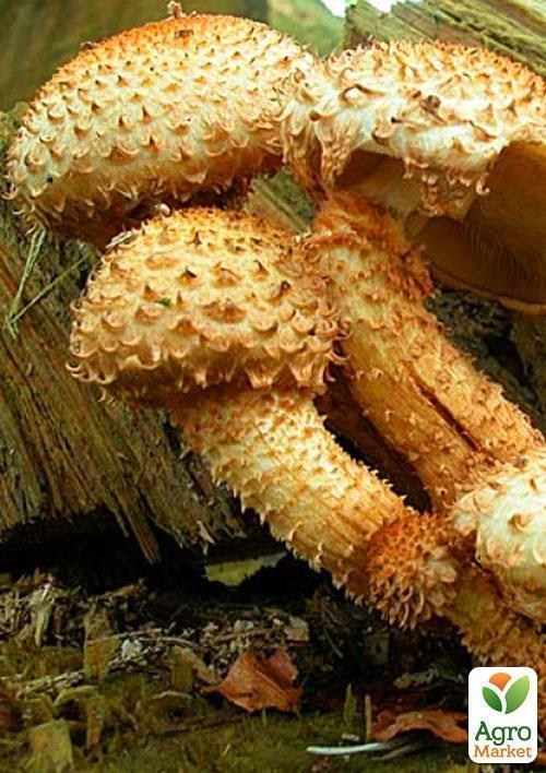 Мицелий на дубовых брусочках "Чешуйчатка обыкновенная" 10шт