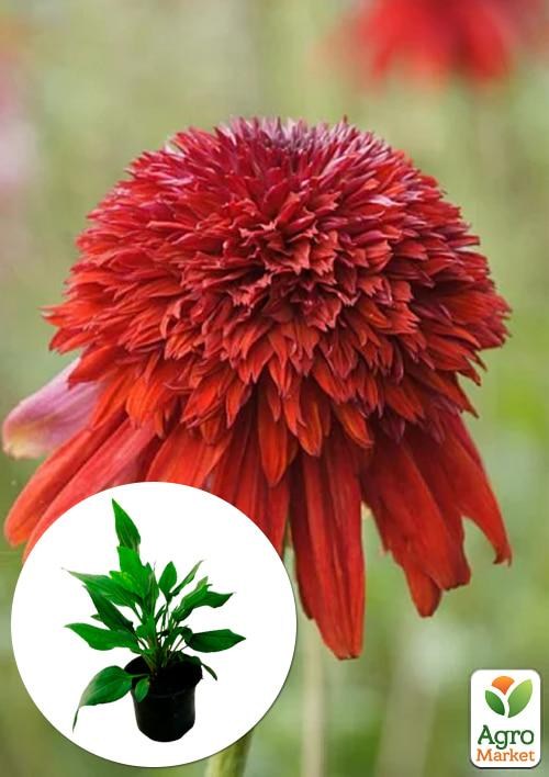 Эхинацея "Eccentric"