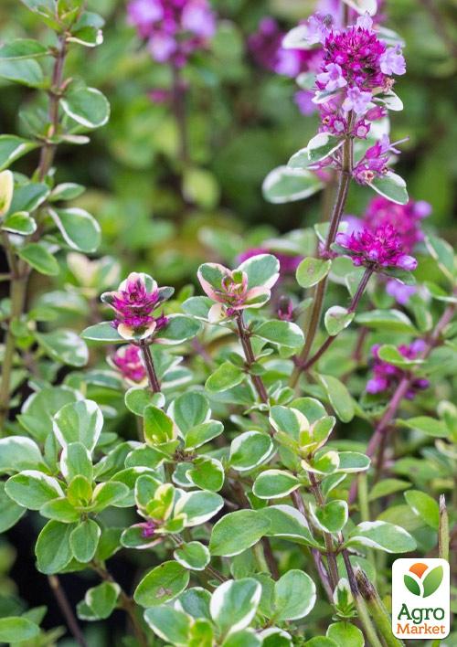 Тимьян "Foxley" 