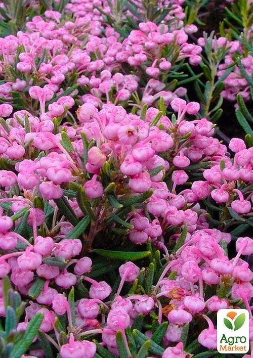 Андромеда многолистная "Блю Айс" контейнер С1