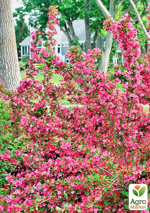 Вейгела "Brigella" (Пестролистная) - фото 6