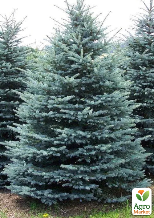 Ялина блакитна "Kaibab" висота 160-180 см