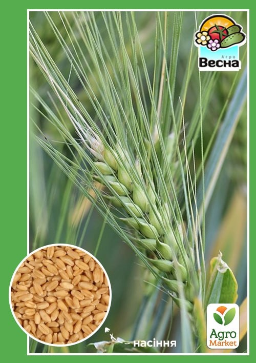 Пшеница озимая "Житница Одесская" ТМ "Весна" 10кг