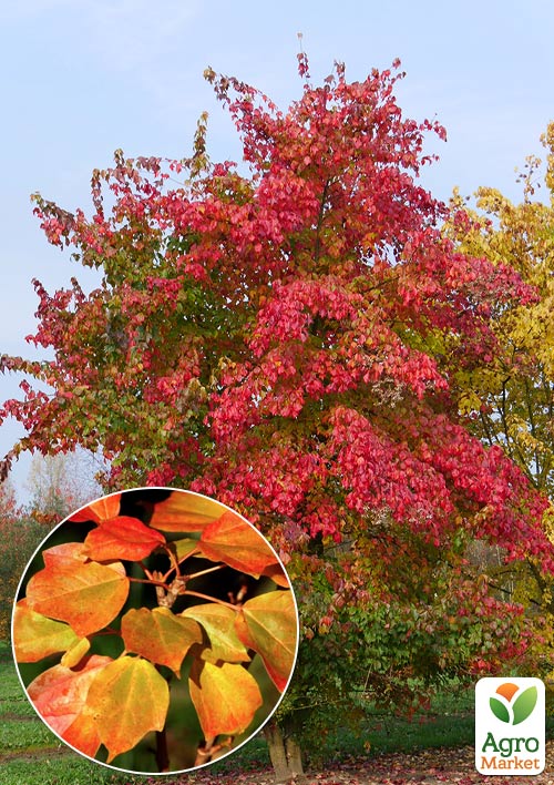 Клен Бургера "Acer Buergerianum" (Р9 высота 50-70см) - фото 2