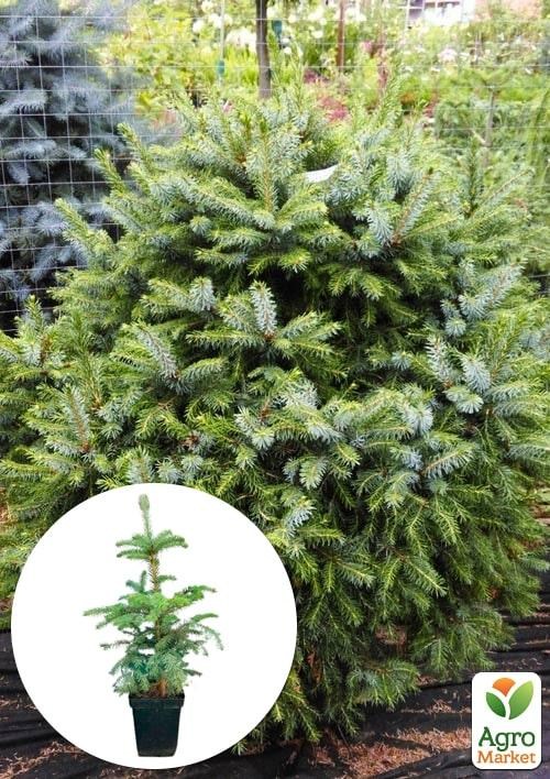 Ялина 3-х річна зелена "Nana" висота 55-75см