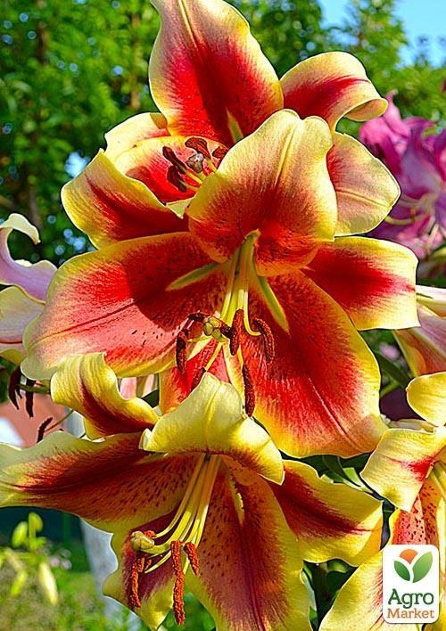 Лілія "Holland Beauty" 1шт в упаковці