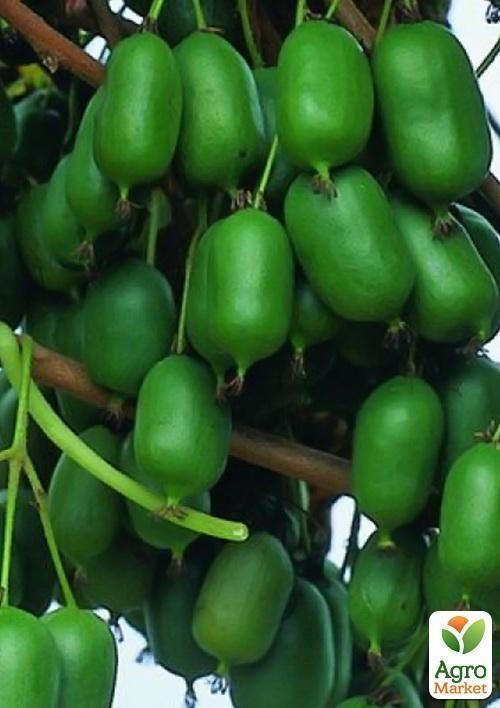 Актинідія "Оригінальна" (міні-ківі, морозостійкий сорт, пізній термін дозрівання) - фото 6