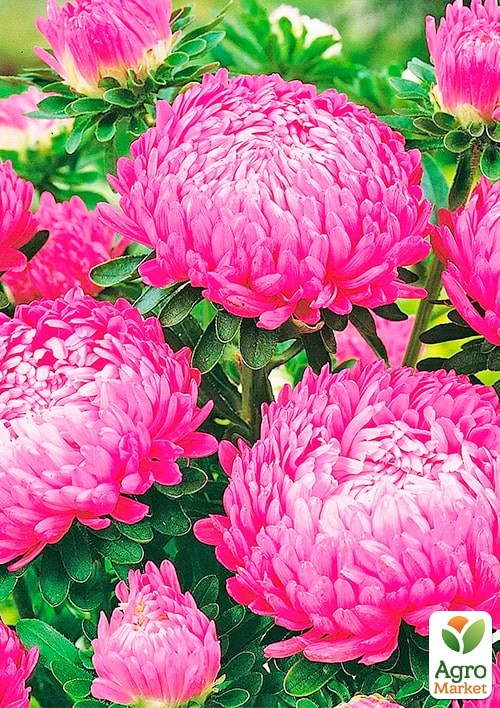 Астра "Офелия" ТМ "Весна" 0.2г - фото 2