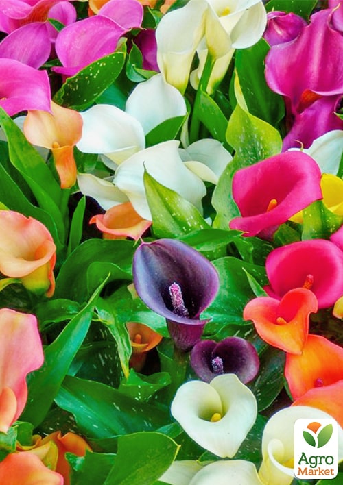 Зантедеська (калла кімнатна) MIX Уцінка