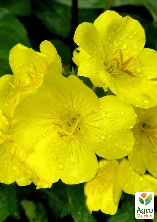 Энотера "Желтая река" ТМ "Vesna Select" 0.3г - фото 3