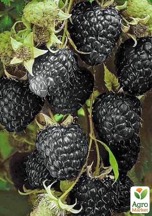 Черная малина "Black Jewel" (Черное сокровище) 