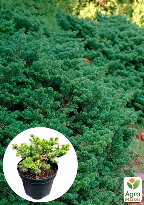 Ялиця бальзамічна "Nana" С5, діаметр 20-25 см