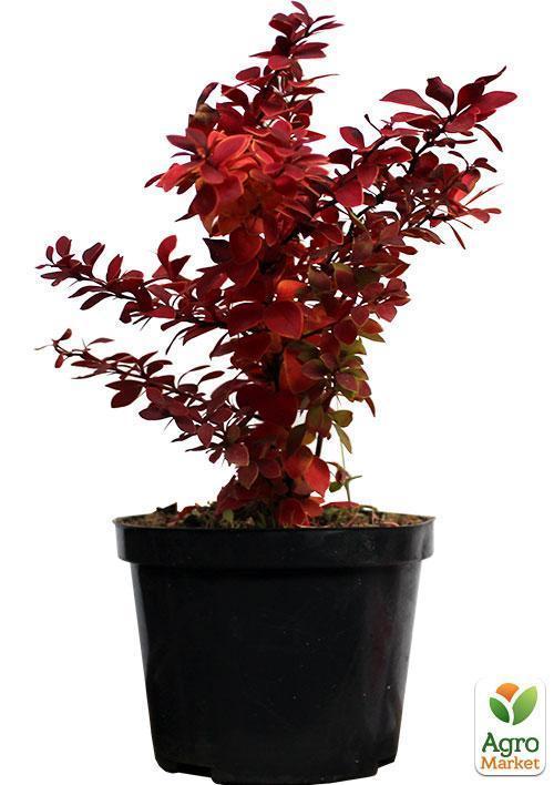 Барбарис тунберга "Голден Ринг" (Golden Ring) - фото 6