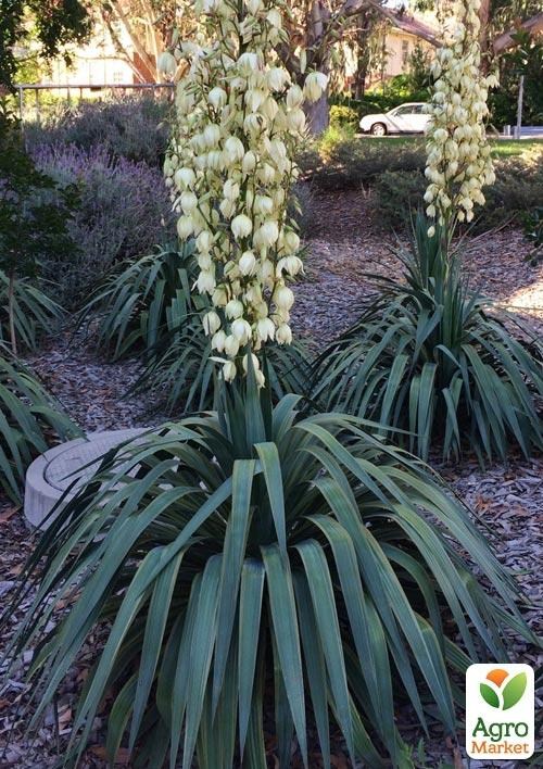 Юкка Повислая