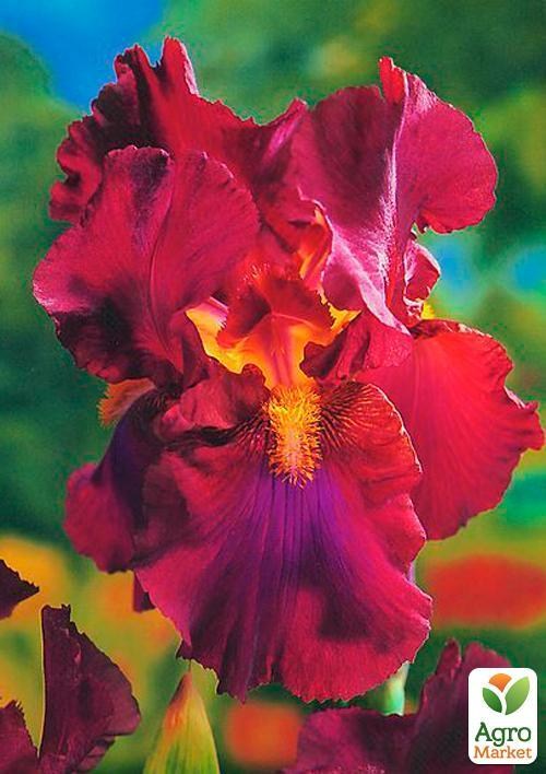 Ірис бородатий великоквітковий "Red/Yellow" 1шт в упаковці
