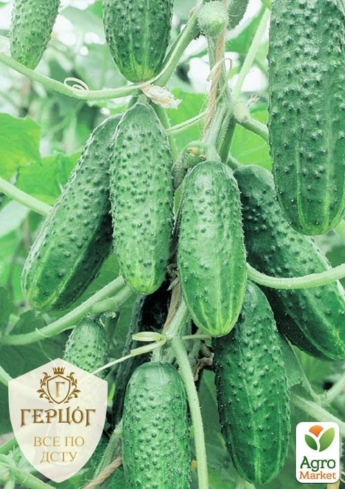 Огірок "Герцог" "Виноградне Гроно F1" ТМ "Весна" 1.5г