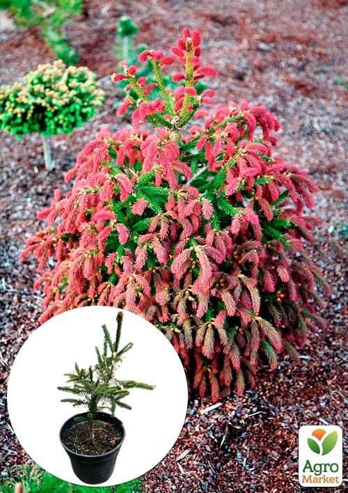 Ель 3-х летняя карликовая "Rydal"  высота 15-20см