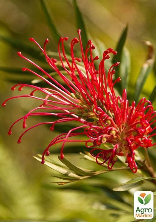 Гревиллея "Бенкс Форстер" ТМ "Vesna Exclusive" 2шт