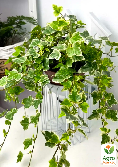 Плющ ряболистий "White Wonder" контейнер Р9