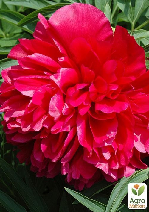 Півонія трав'яниста "Rubra Plena" 1шт в упаковці