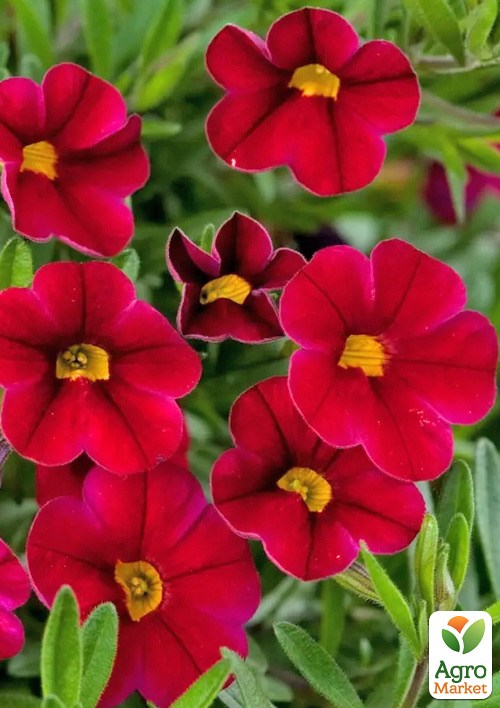 Калібрахоа Calipetite "Red"