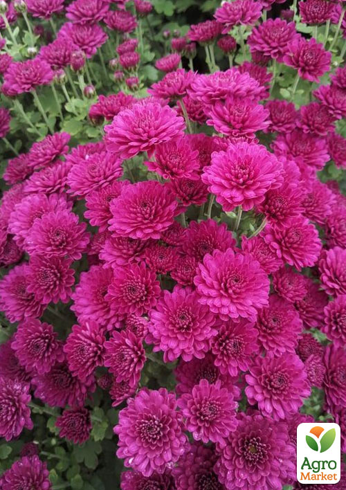 Хризантема мультифлора шарообразная "Nancy Purple" 