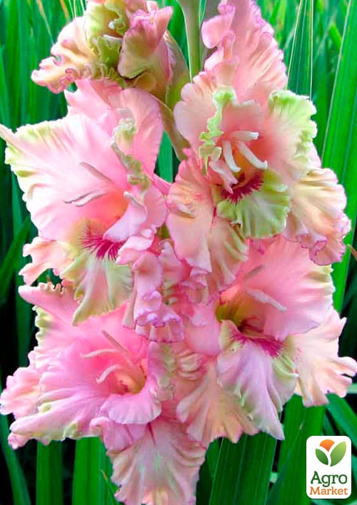 Гладиолус "Praha" 3шт