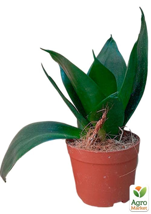 LMTD Сансевієрія "Black Jade" висота рослини 15-25см - фото 7