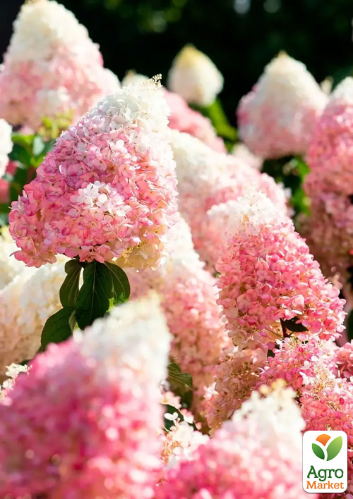 Гортензия 3-х летка метельчатая "Strawberry Blossom" - фото 3