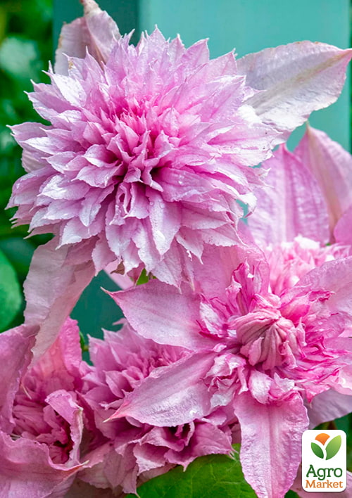 LMTD Клематис 3-х річний "Multi Pink" (висота 60-80 см) - фото 4