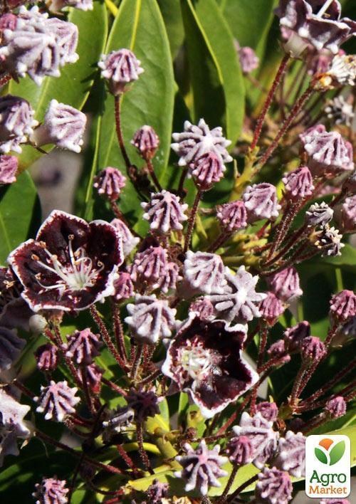 Кальмия latifolia "Mitternacht" (Midnight) - фото 3