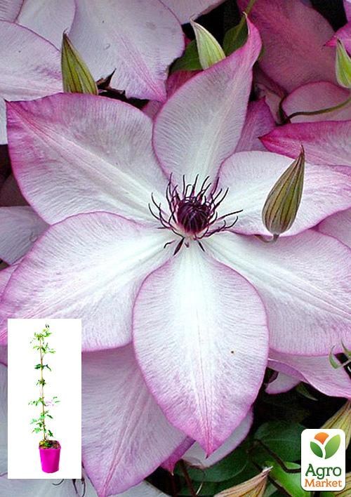 Клематис 3-х річний "Utopia" С2