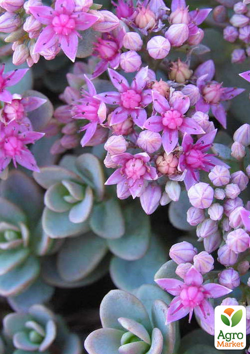 Очиток синий "Rasenteppich" (Sedum cyaneum) - фото 3