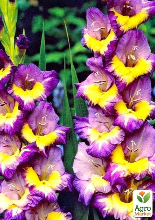 Гладіолус "Dynamite" 3шт