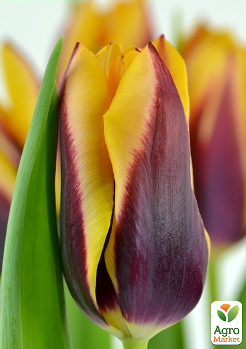 Тюльпан "Gavota" - фото 4