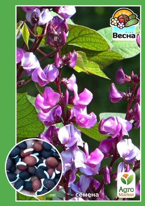 Долихос "Вьющаяся сирень" ТМ "Весна" 3шт